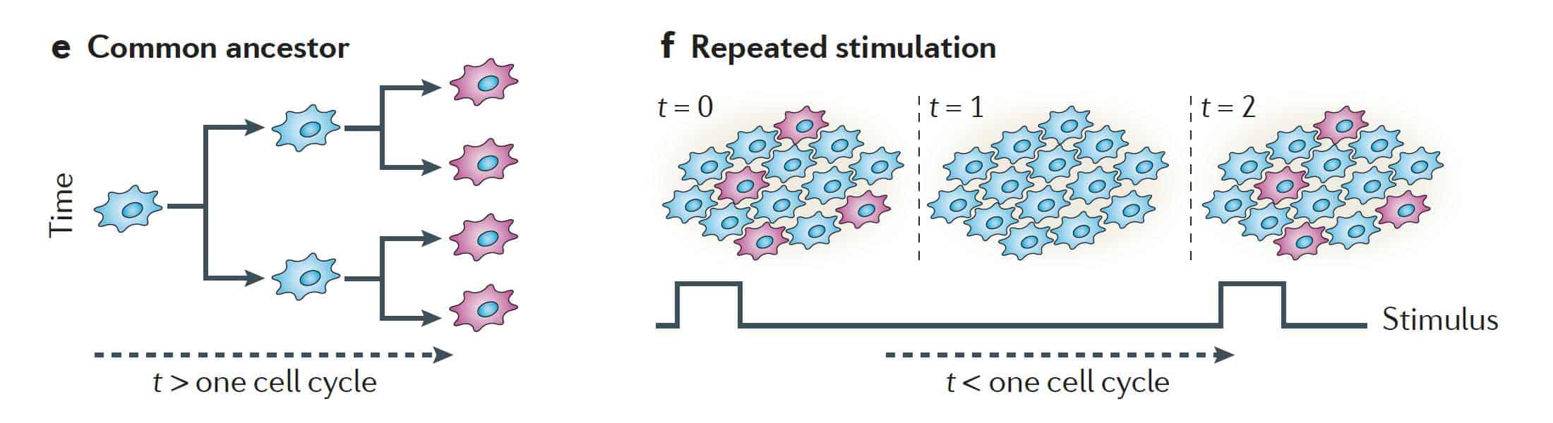 Nature Reviews Molecular Cell Biology 2011